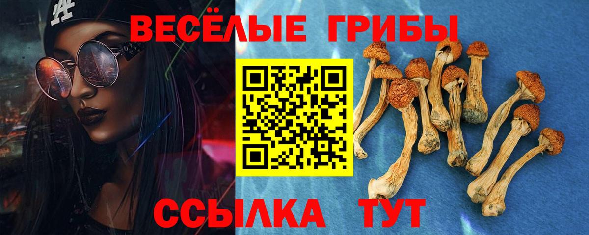 как найти   Вход с VPN  Галлюциногенные грибы прущие грибы  Бердск  Галлюциногенные грибы Psilocybine cubensis 